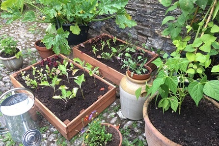 Grow Your Own Container Garden Veg Patch from Rocket Gardens