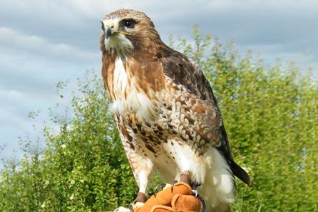 Half Day Falconry Experience for Two at The Falconry School