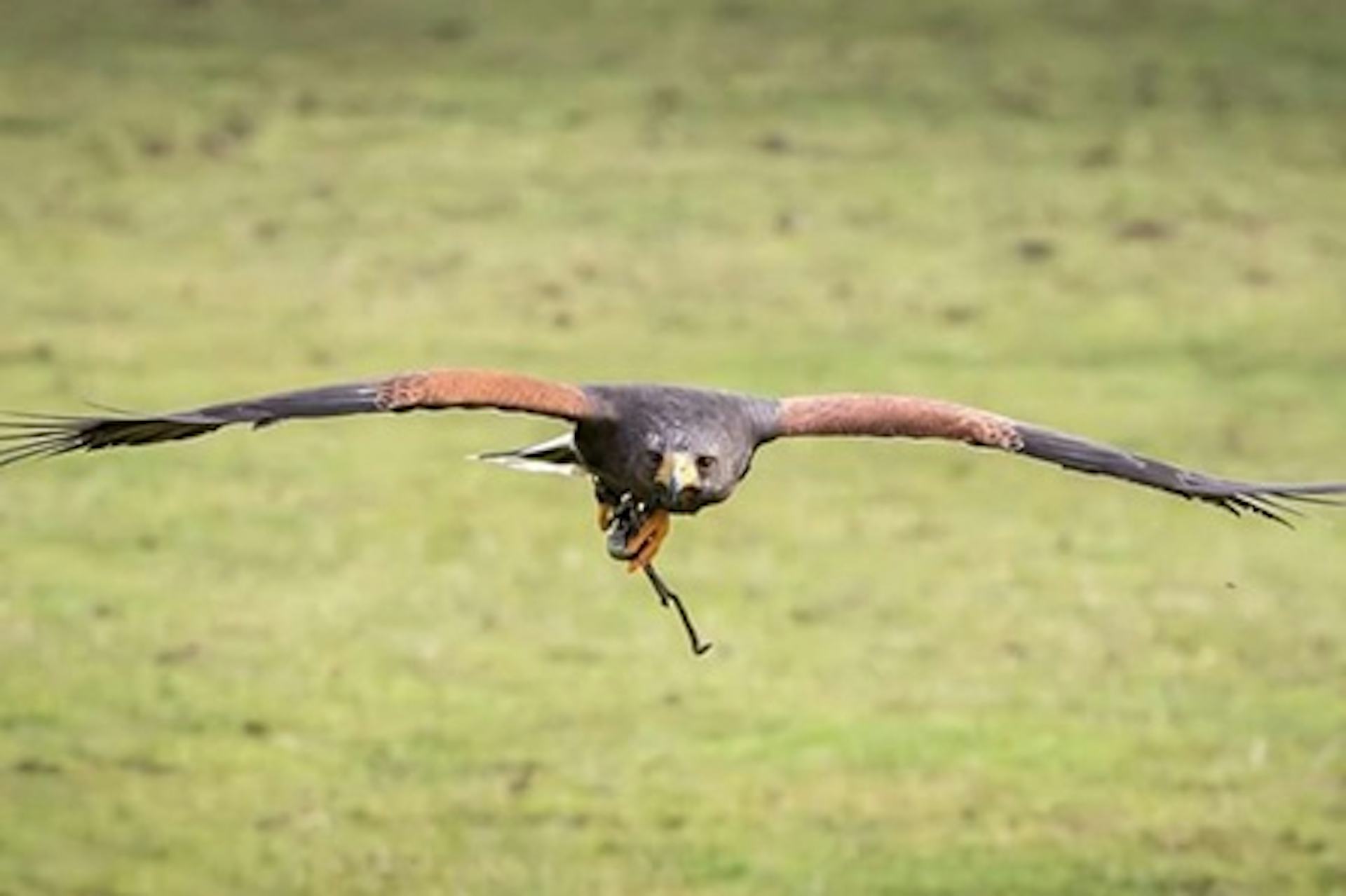 Hawk Walk and Flying Experience for Two at BB Falconry - Virgin ...