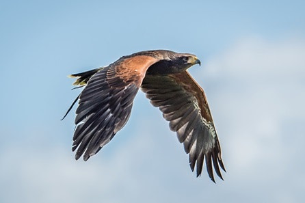 Hawk Walk for Two at Millets Falconry Centre