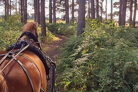 Horse Drawn Carriage Ride with Luxury Picnic Hamper for Four in the Escrick Park Estate