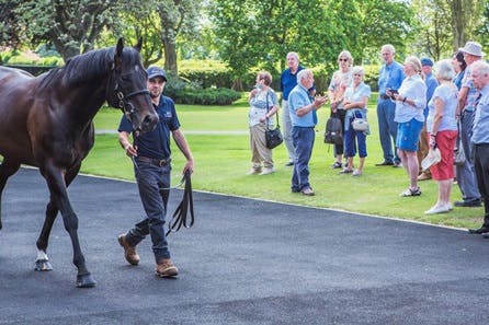 Horse Racing Lover's Experience with Behind the Scenes Half Day Guided Tour at Newmarket