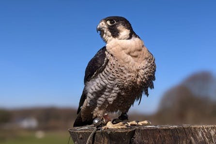 Introduction to Falconry for Two at Willow’s Bird of Prey Centre