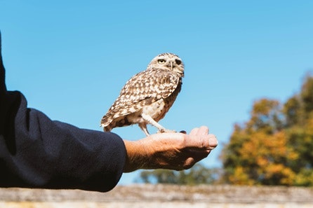 Introduction to Owl Handling