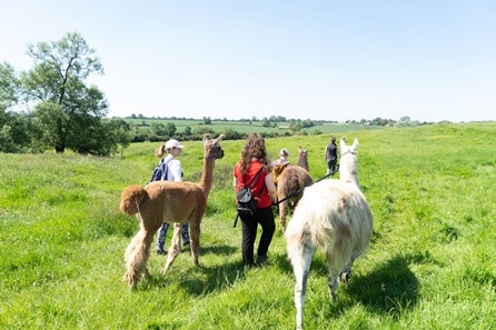 Llama Trekking Experience Day For Two