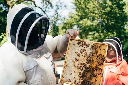 Urban Beekeeping and Honey Craft Beer Tasting