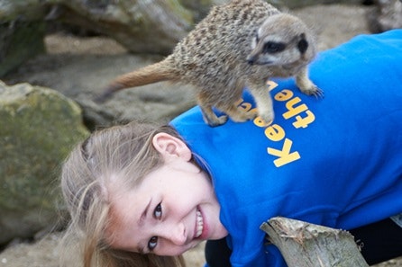 Meerkat Experience for One at Drusillas Park