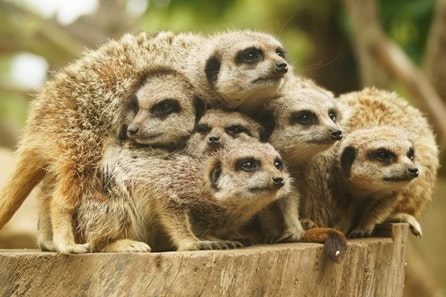 Meerkat Experience for One at Drusillas Park