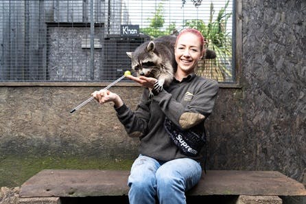 Meet and Feed the Raccoons for Two at Millets Falconry Centre