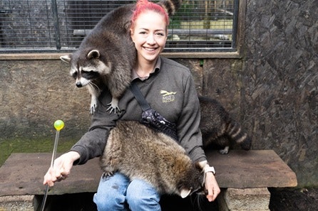 Meet and Feed the Raccoons for Two at Millets Falconry Centre