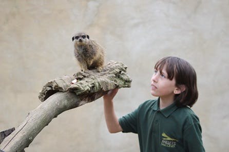 Meet and Feed the Meerkats at Millets Falconry Centre