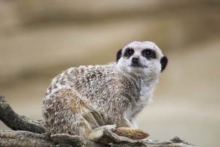 Meet and Feed the Meerkats for Two at Millets Wildside