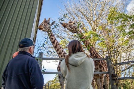 Meet and Feed the Giraffes with Entry Ticket to Paignton Zoo - Virgin