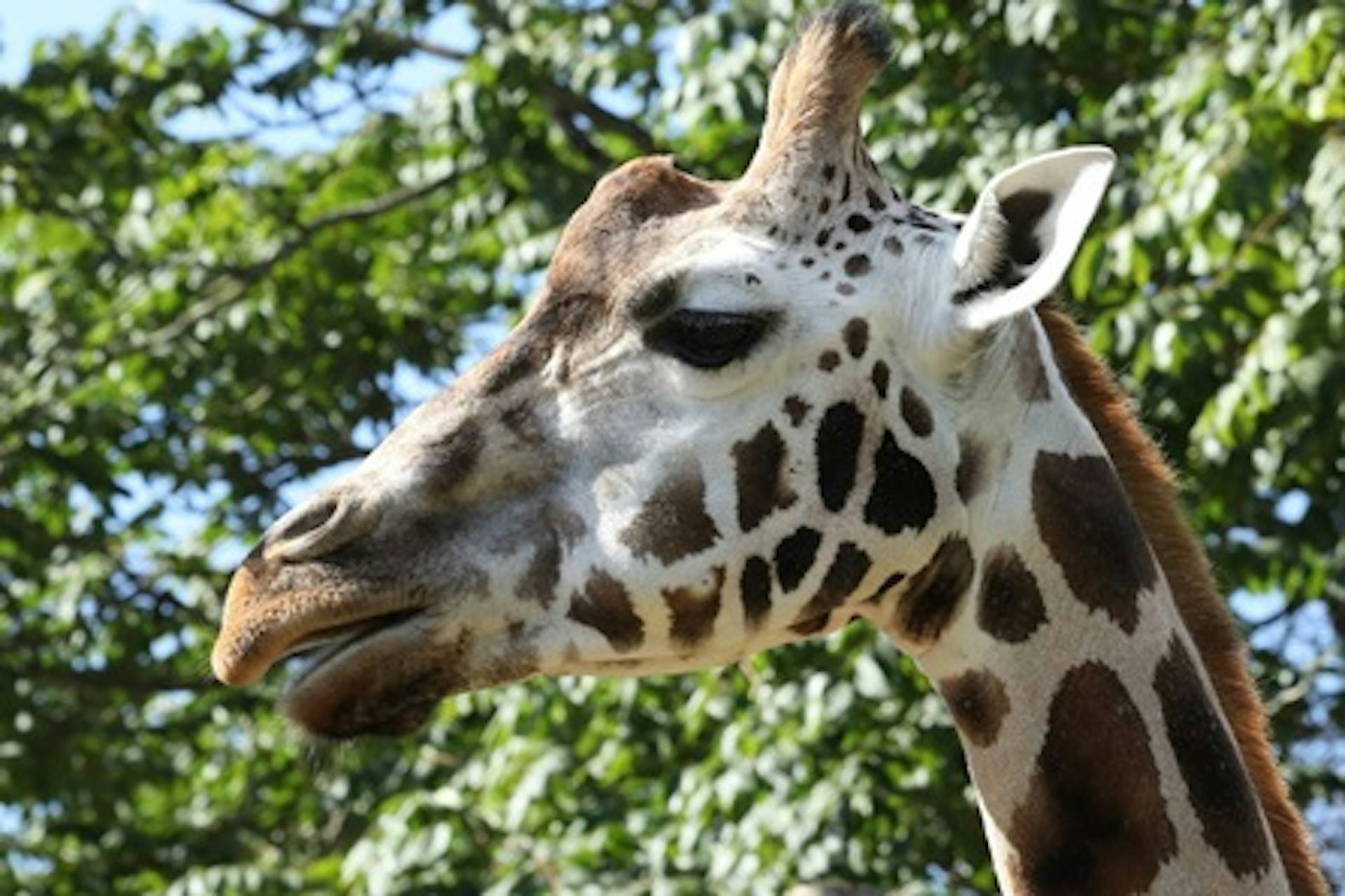 Meet and Feed the Giraffes with Entry Tickets for Two to Paignton Zoo