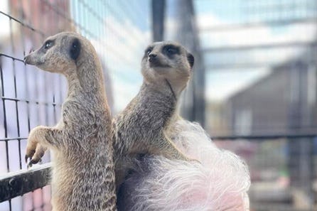 Meet and Feed the Meerkats for Two at Lucky Tails Alpaca Farm