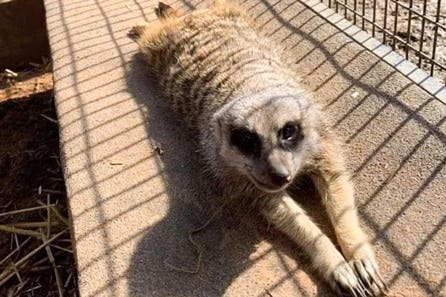 Meet and Feed the Meerkats for Two at Lucky Tails Alpaca Farm