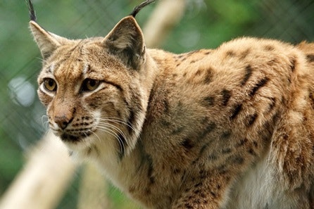 Meet the Lynx at Dartmoor Zoo for Two