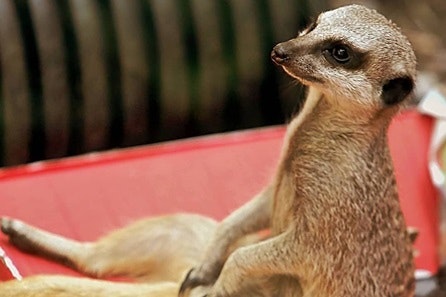 Meet The Meerkats and Entry to Eagle Heights Wildlife Foundation for Two