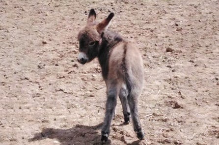Meet, Walk and Feed the Donkeys for Two at Lucky Tails Alpaca Farm