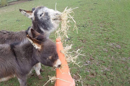 Meet, Walk and Feed the Donkeys for Two at Lucky Tails Alpaca Farm