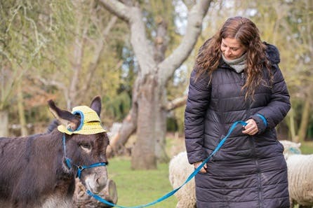 Miniature Donkey Experience with Sweet Treats and Tea for Two at Huckleberry Woods