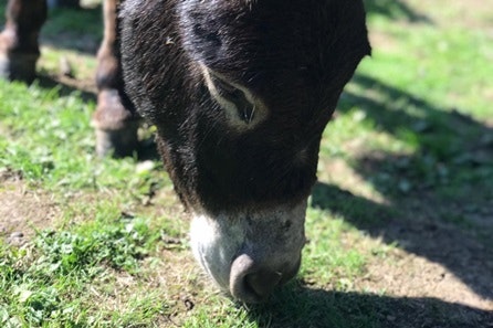 Miniature Donkey Experience with Sweet Treats and Tea for Two at Huckleberry Woods
