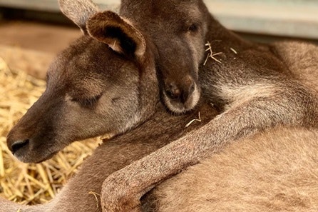 Morning Bear and Kangaroo Family Keeper Experience with Hand Feeds at South Lakes Safari Zoo