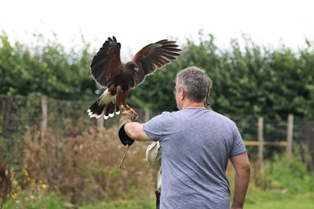 One Hour Private Falconry Encounter for Two at Millets Falconry