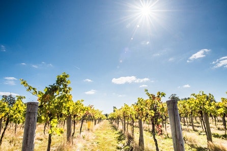 One Night Berkshire Break with Wine, Dinner and Vineyard Tour with Tastings at Stanlake Park Wine Estate for Two