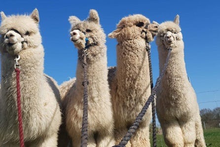 One Night Leicestershire Classic British Inn Break and Alpaca Walk at Charnwood Forest for Two