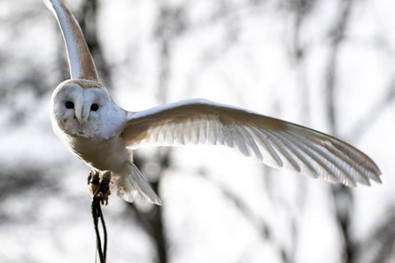 Owl Encounter at Willow’s Bird of Prey Centre