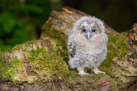 Owl Encounter for Two at Bridlington Animal Park