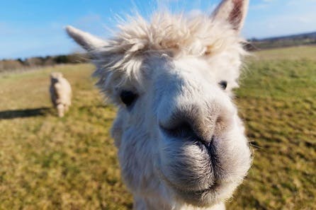Paca Picnic for a Family for Four with Frankly Alpacas