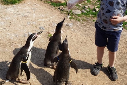 Penguin Encounter with Day Admission at South Lakes Safari Zoo