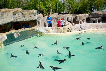 Penguin Feeding Experience for One at Drusillas Park