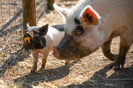 Piggy Pet and Play for One Adult at Kew Little Pigs