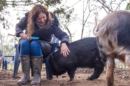 Piggy Walk & Play Experience for One with Sweet Treats and Tea for Two at Huckleberry Woods