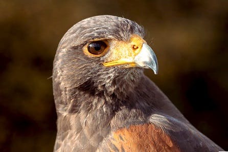 Raptor Taster for Two at North Somerset Bird of Prey Centre