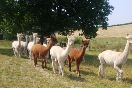 Romantic Date Night with Alpacas, Cream Tea  and Prosecco for Two at Charnwood Forest Alpacas