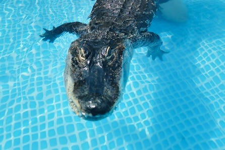 Swimming with Crocodiles for Two