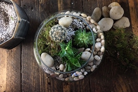 Terrarium Workshop with Prosecco for Two