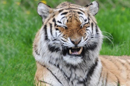 Tiger Encounter for Two at Dartmoor Zoo
