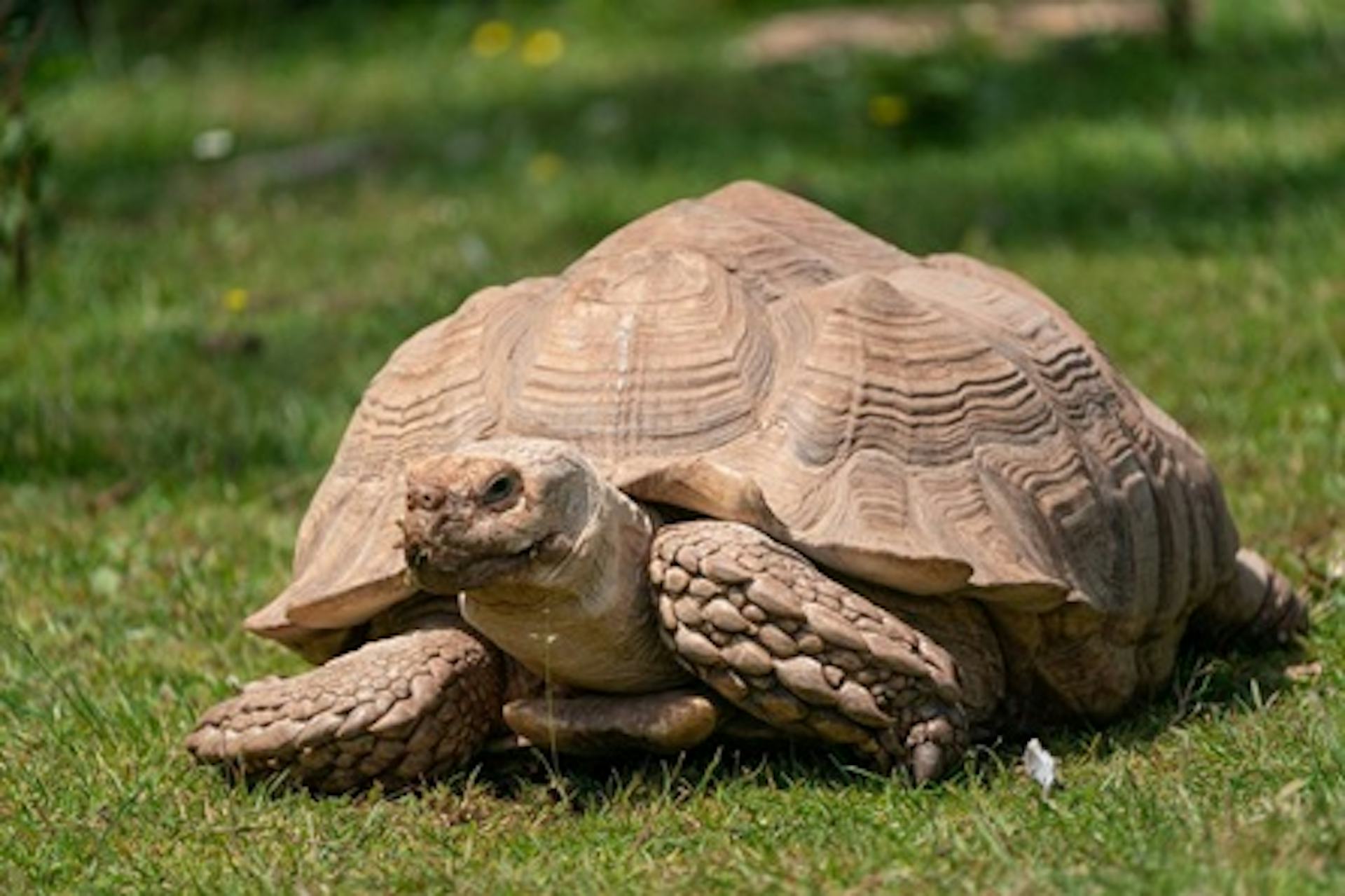 Tortoise Animal Encounter with Day Admission at South Lakes Safari Zoo ...