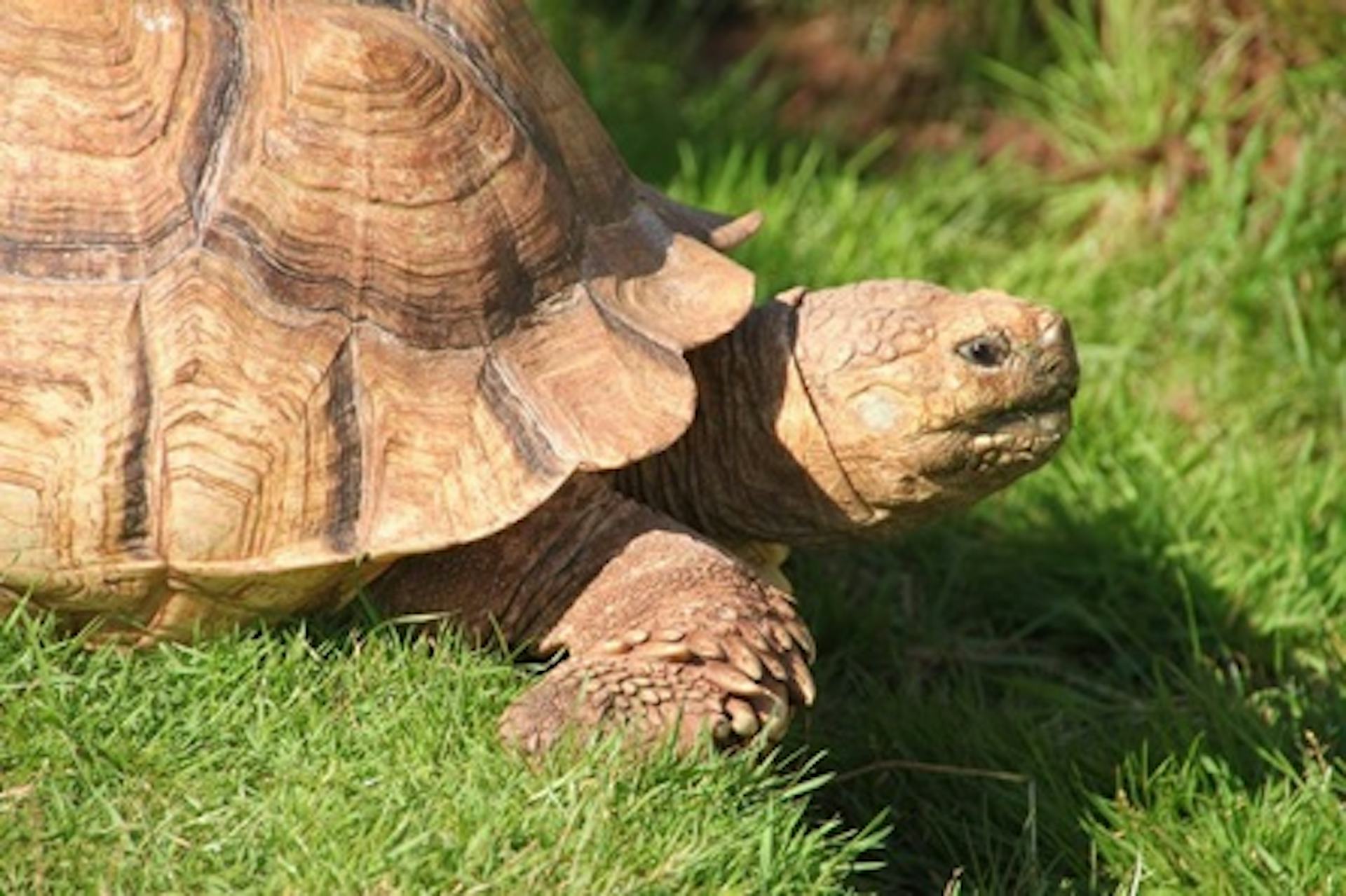 Tortoise Animal Encounter with Day Admission at South Lakes Safari Zoo ...