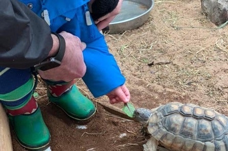 Tortoise Animal Encounter with Day Admission for Two at South Lakes Safari Zoo