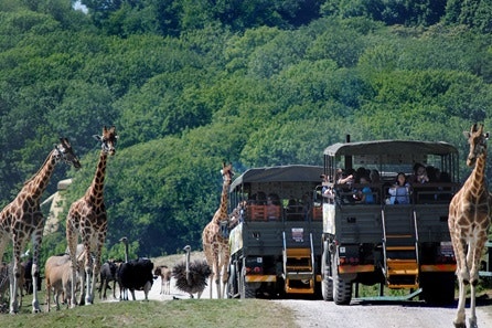 Visit to Port Lympne Reserve and Truck Safari for Two with Shared Animal Adoption
