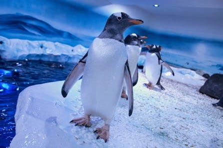 Visit to SEA LIFE London Aquarium for Two Adults