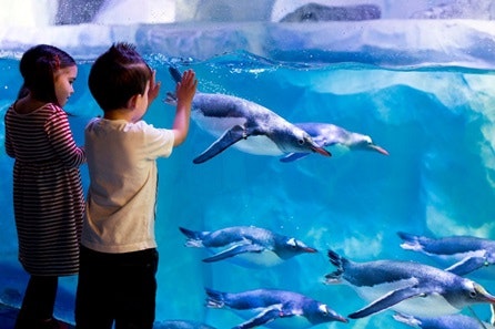 Visit to SEA LIFE London Aquarium for Two Adults and One Child