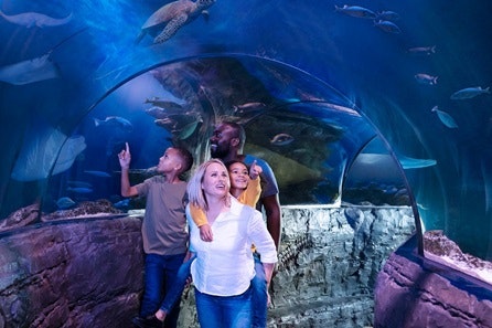 Visit to SEA LIFE London Aquarium for Two Adults and One Child