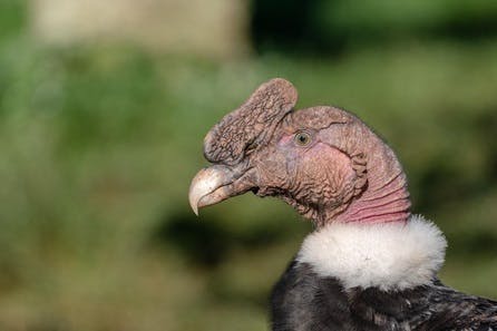 Vulture and Flamingo Animal Encounter with Day Admission for Two at South Lakes Safari Zoo